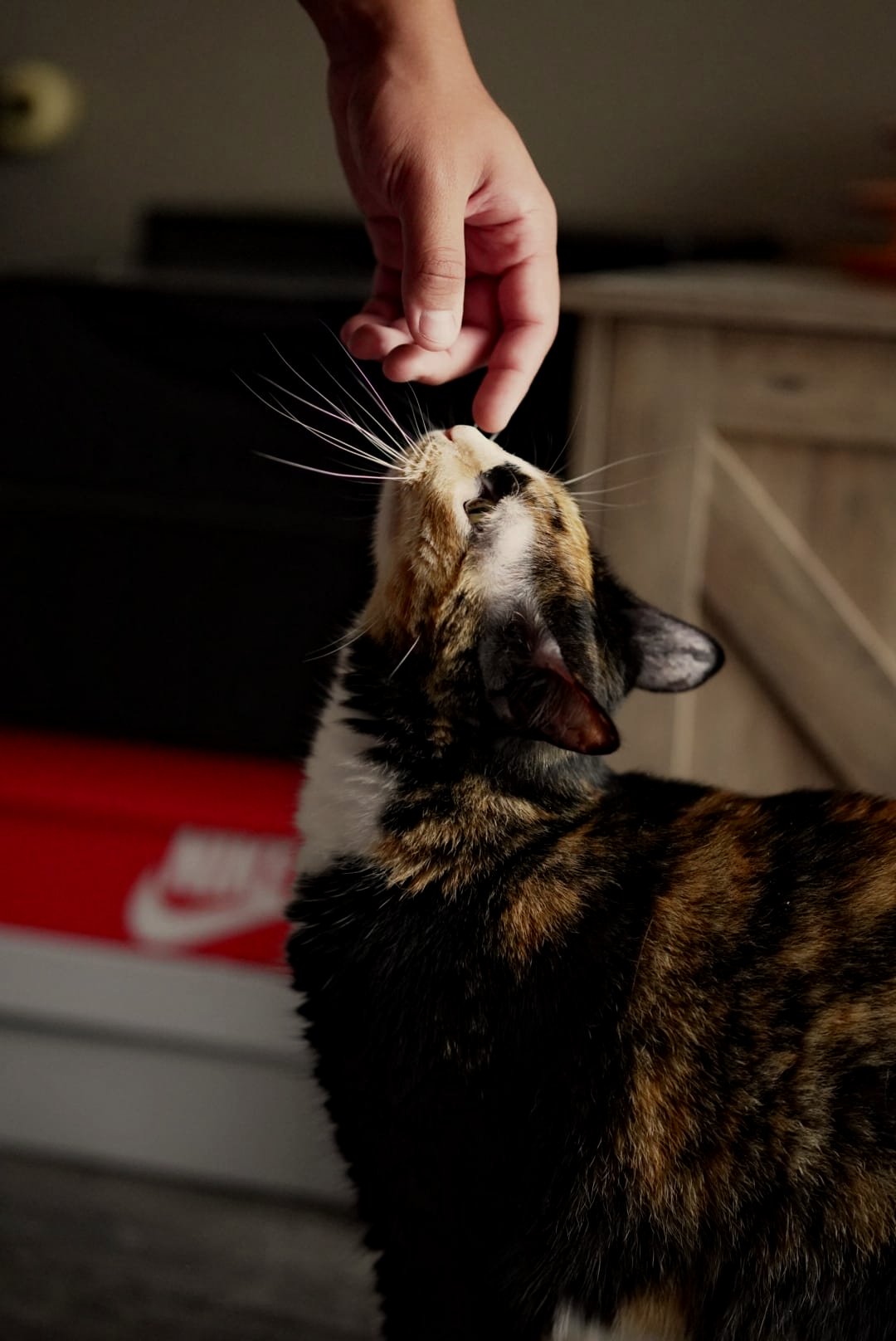 A tortoiseshell cat reaching its nose up to a gently offered hand — photograph by Wayne Anderson